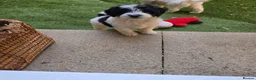 Cavapoo dogs for sale: F1BB Cavapoos - Advert 11