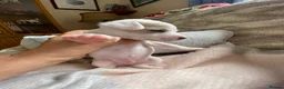 Jack Russell dogs for sale: Much Wenlock Rare Colour Jack Russell Pups Merle - Advert 27