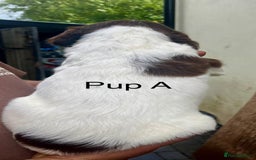 English Springer Spaniel dogs for sale: KC REG English Springer Spaniel - Image 4