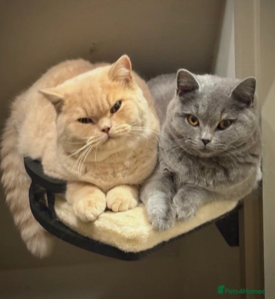 British Shorthair cats for sale: Exceptional GCCF Cream British Shorthair Kittens ✨ - Advert 1