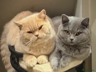 British Shorthair cats Exceptional GCCF Cream British Shorthair Kittens ✨ - Advert 18