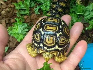 Tortoise reptiles Leopard Tortoises- Gorgeous Babies! - Advert 1
