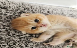 British Shorthair cats for sale: Tica reg Golden Shaded British shorthair kittens. - Image 27