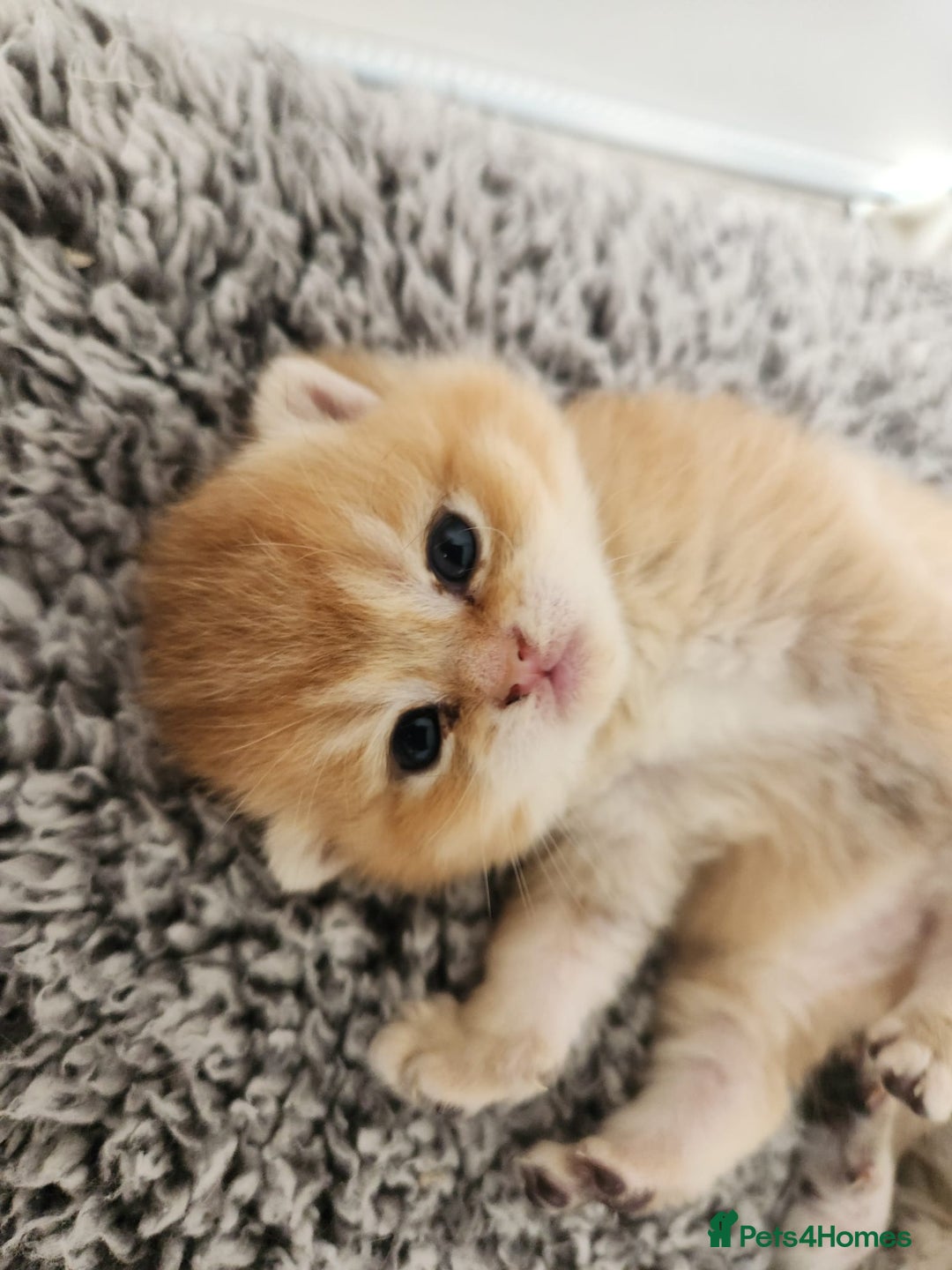 British Shorthair cats for sale: Tica reg Golden Shaded British shorthair kittens. - Image 27