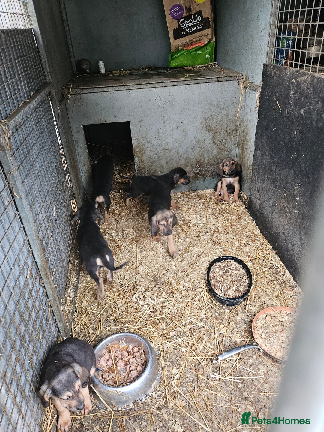 Bloodhound dogs for sale: Bloodhound pups  - Advert 3