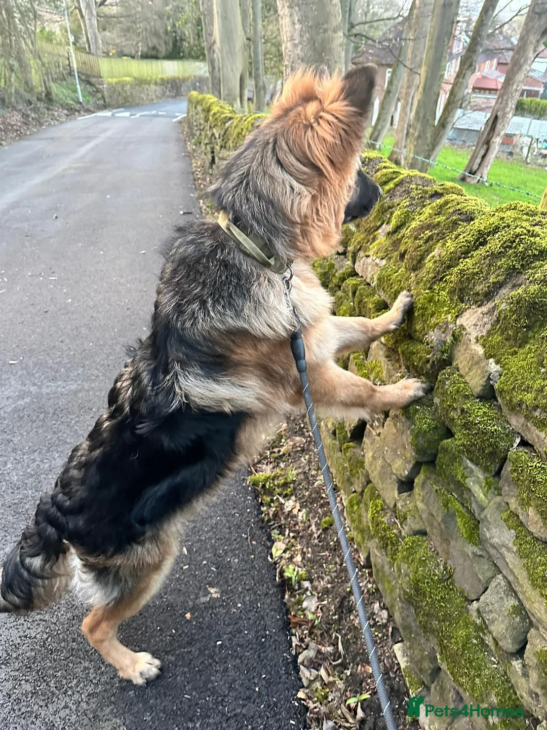 German Shepherd dogs for sale: Family Reared 7mo German Shepherd Puppy - Advert 2