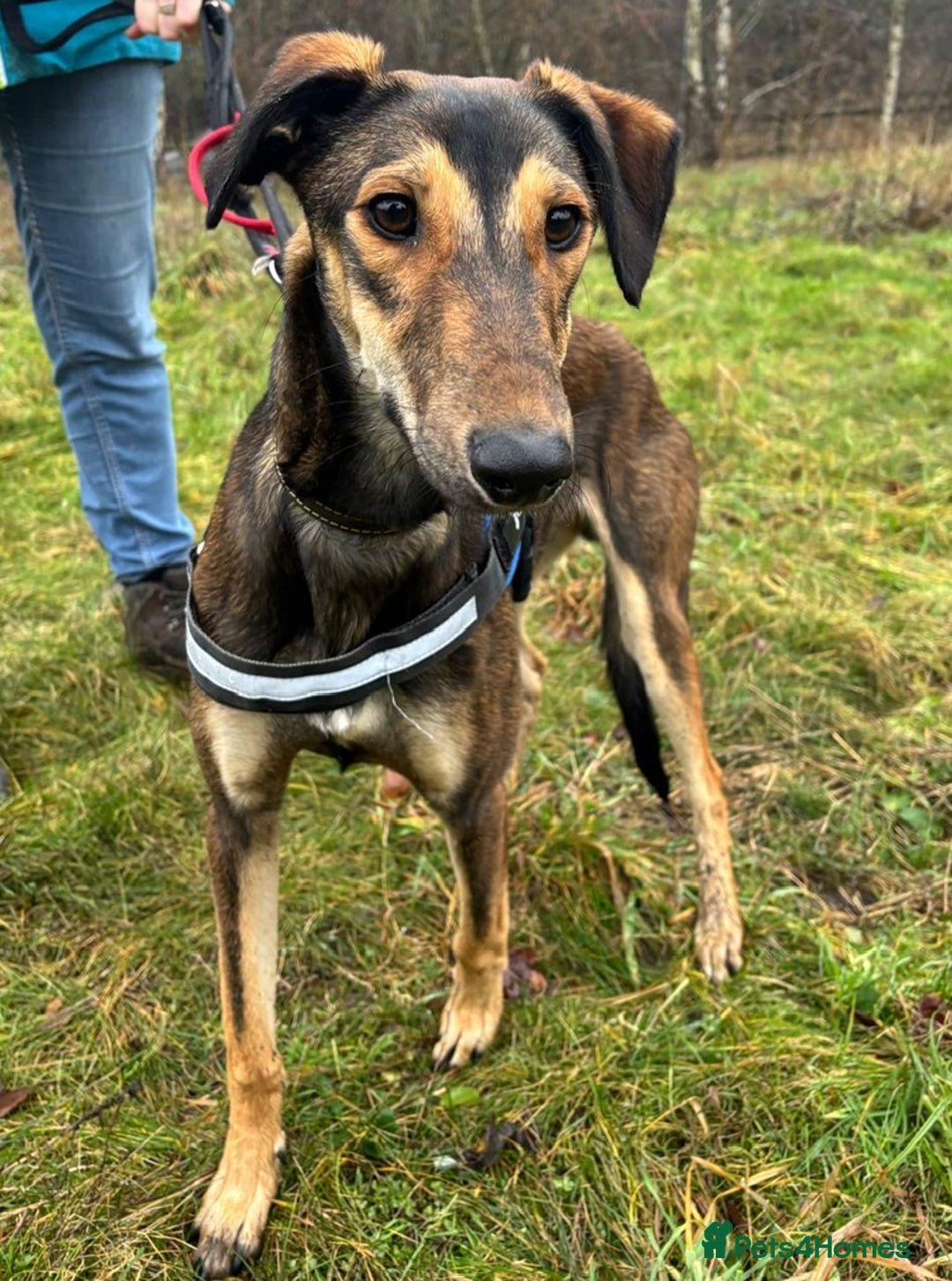 Mixed Breed dogs for adoption: Young Tito wants a new forever home - Advert 1