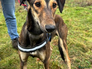 Mixed Breed dogs Young Tito wants a new forever home - Advert 1