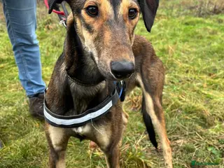 Mixed Breed dogs Young Tito wants a new forever home - Advert 17