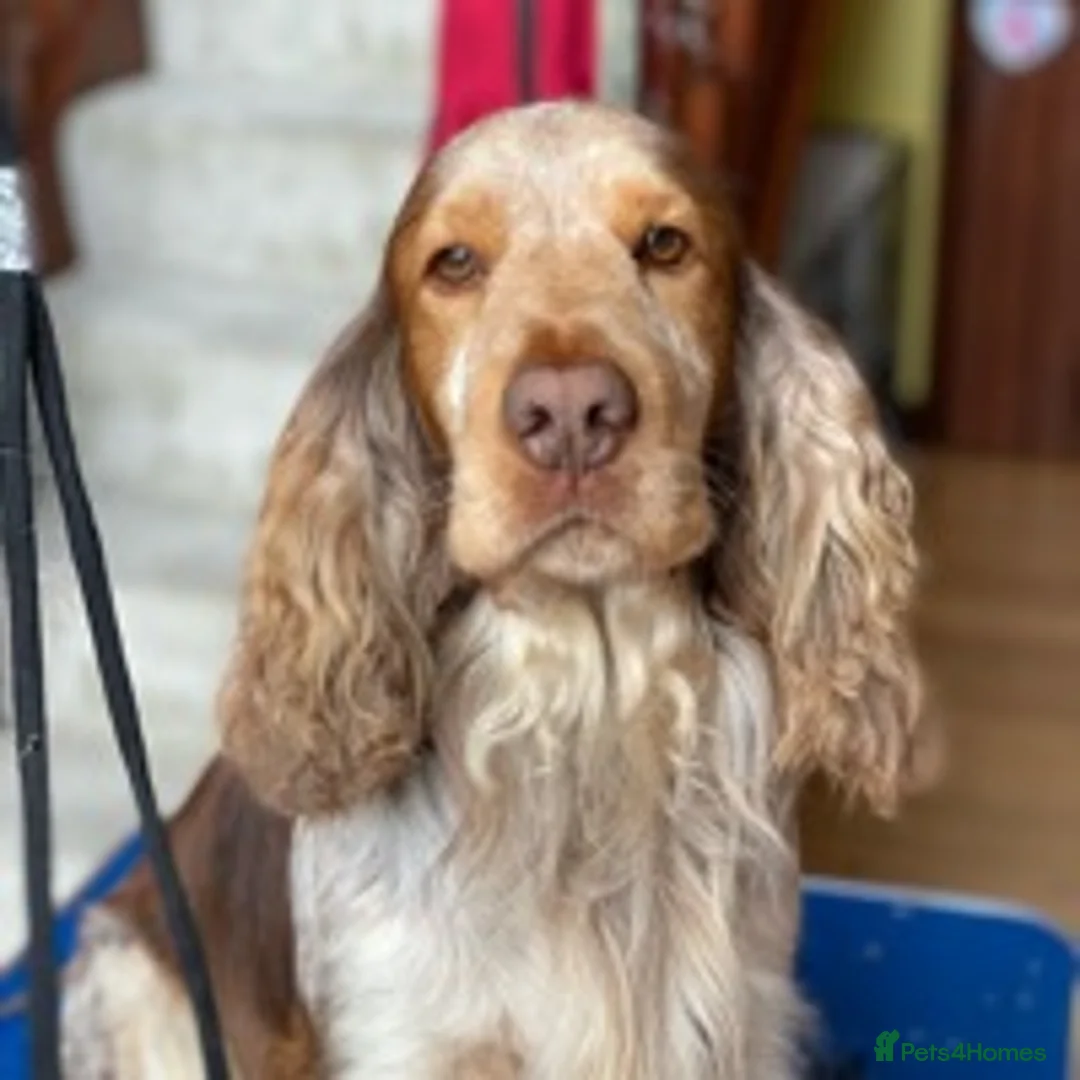 Cocker Spaniel dogs for stud: Beautiful Choc Roan Sable for Stud in Doncaster - Advert 3