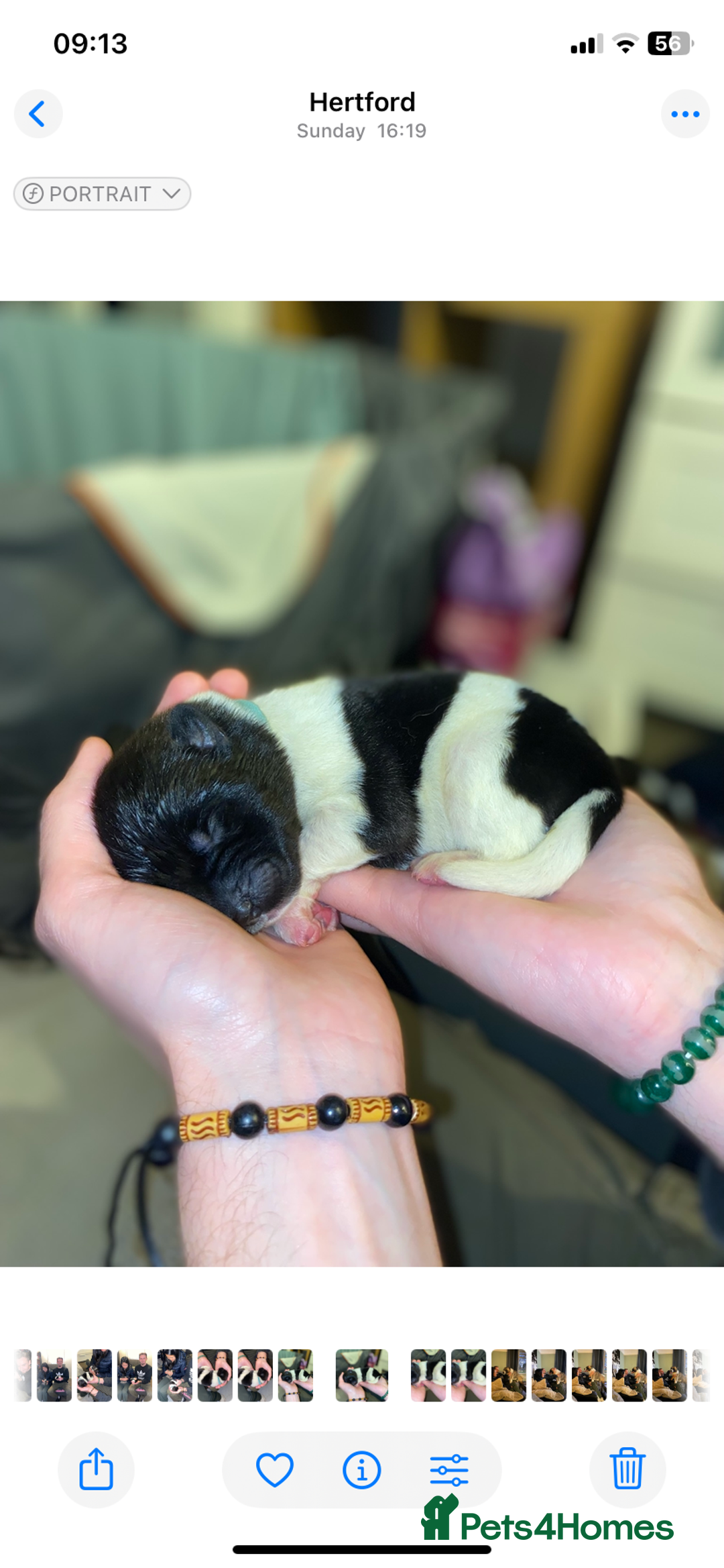 Akita dogs for sale: Beautiful American Akita Puppies  - Advert 5