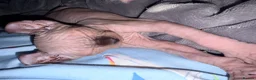 Sphynx cats for sale: Ready now Sphynx kittens - Advert 29