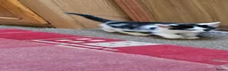 Mixed Breed cats for sale: Mixed breed kittens - Advert 4