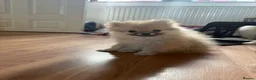 Pomeranian dogs for sale: Beautiful Pomeranian puppies ready to leave now  - Advert 4