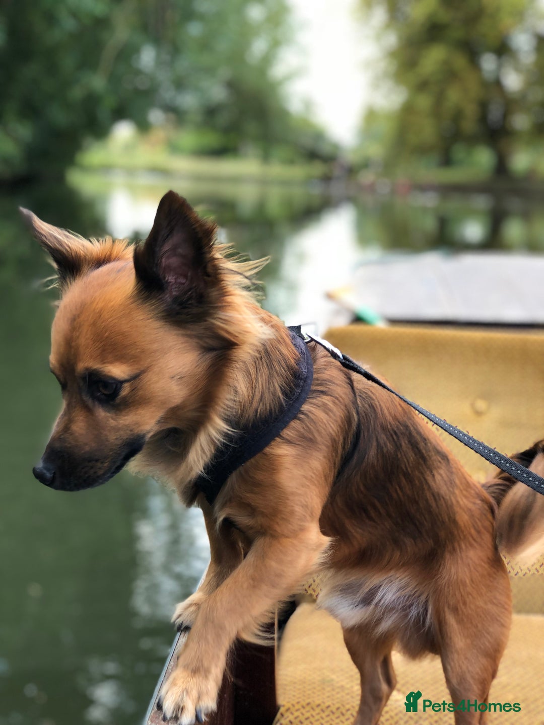 Mixed Breed dogs for sale: Diego- Gorgeous Jack Chi - Advert 7