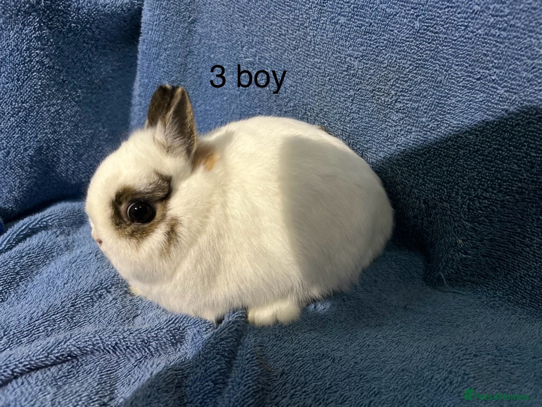 Netherland Dwarf rabbits for sale: Dwarf Netherland rabbits   - Advert 4