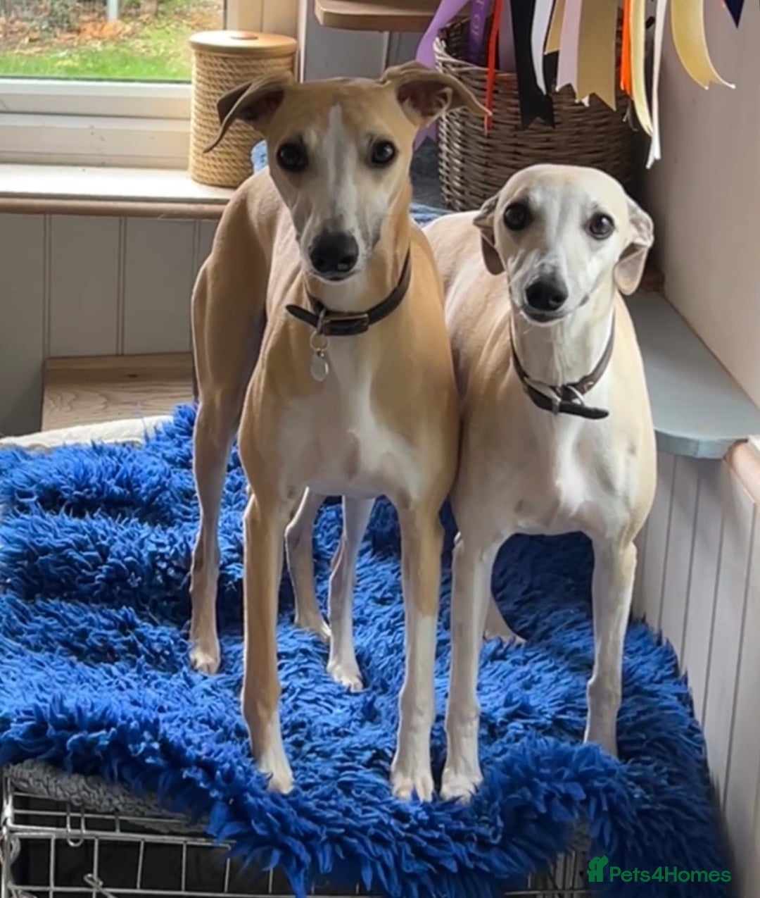 Whippet dogs for sale: Quality show/ Lure coursing girl - Advert 16