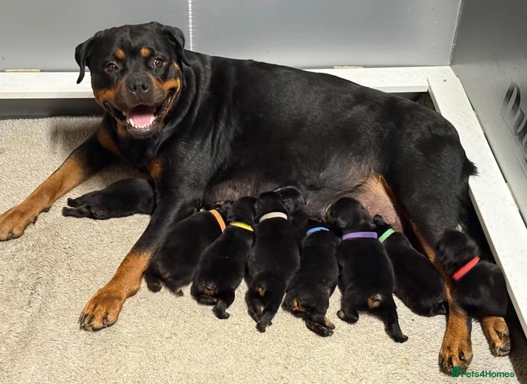 Rottweiler dogs for sale: ✨Big bone Pups for Sale Healthy & Ready to Go 🐶✨ in Skegness - Advert 12