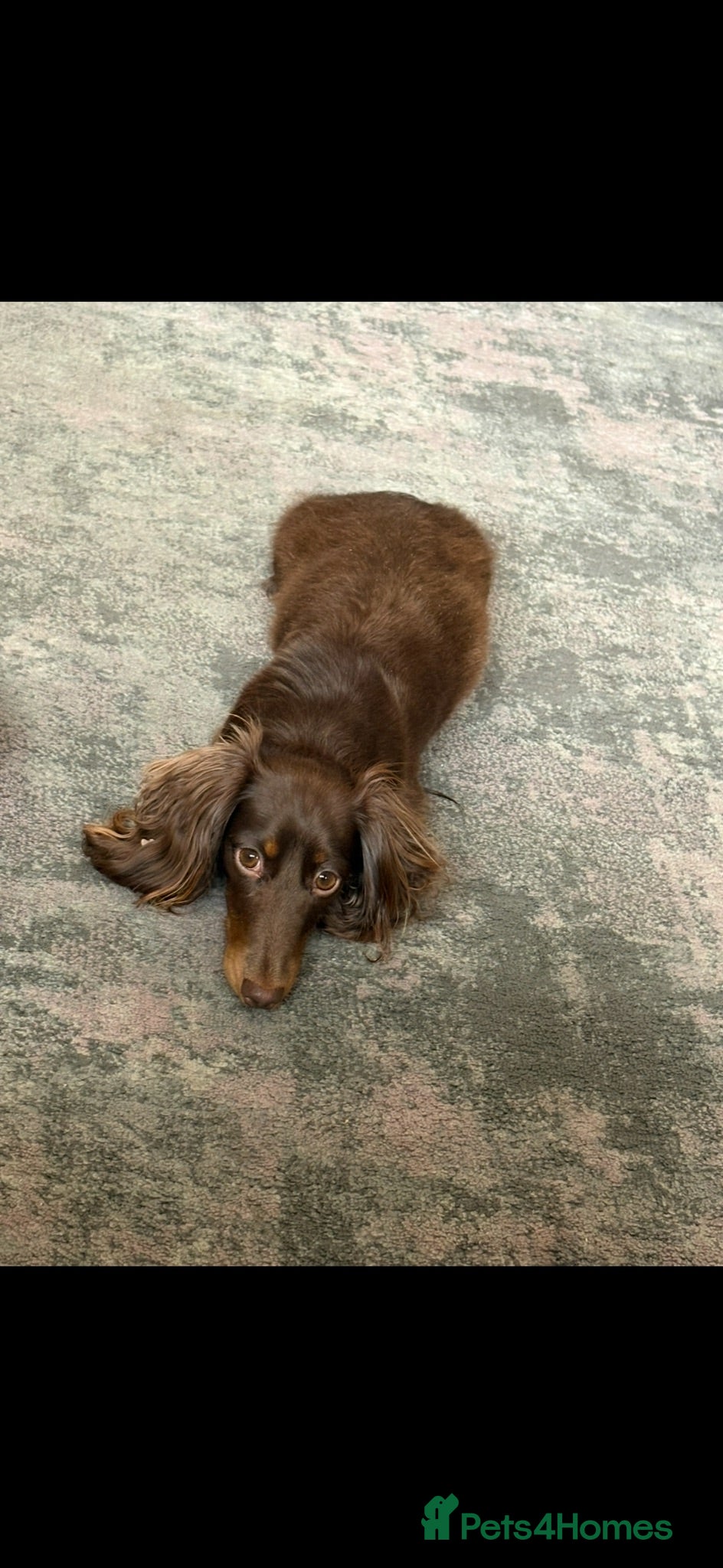 Miniature Dachshund dogs Stunning KC reg miniature dachshunds  - Advert 1