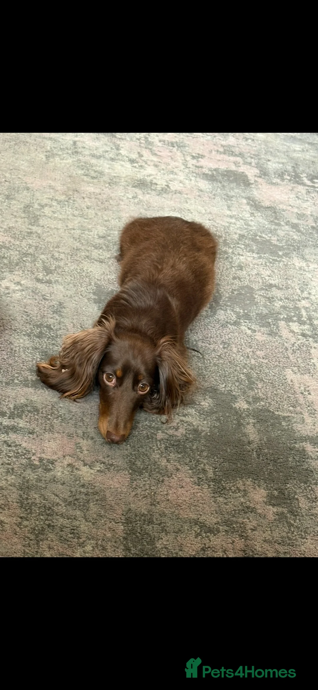 Miniature Dachshund dogs for sale: Stunning KC reg miniature dachshunds  - Advert 1