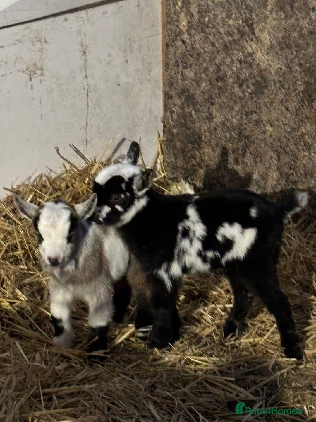 Goats livestock for sale: Small male and female pygmy goats - Advert 9