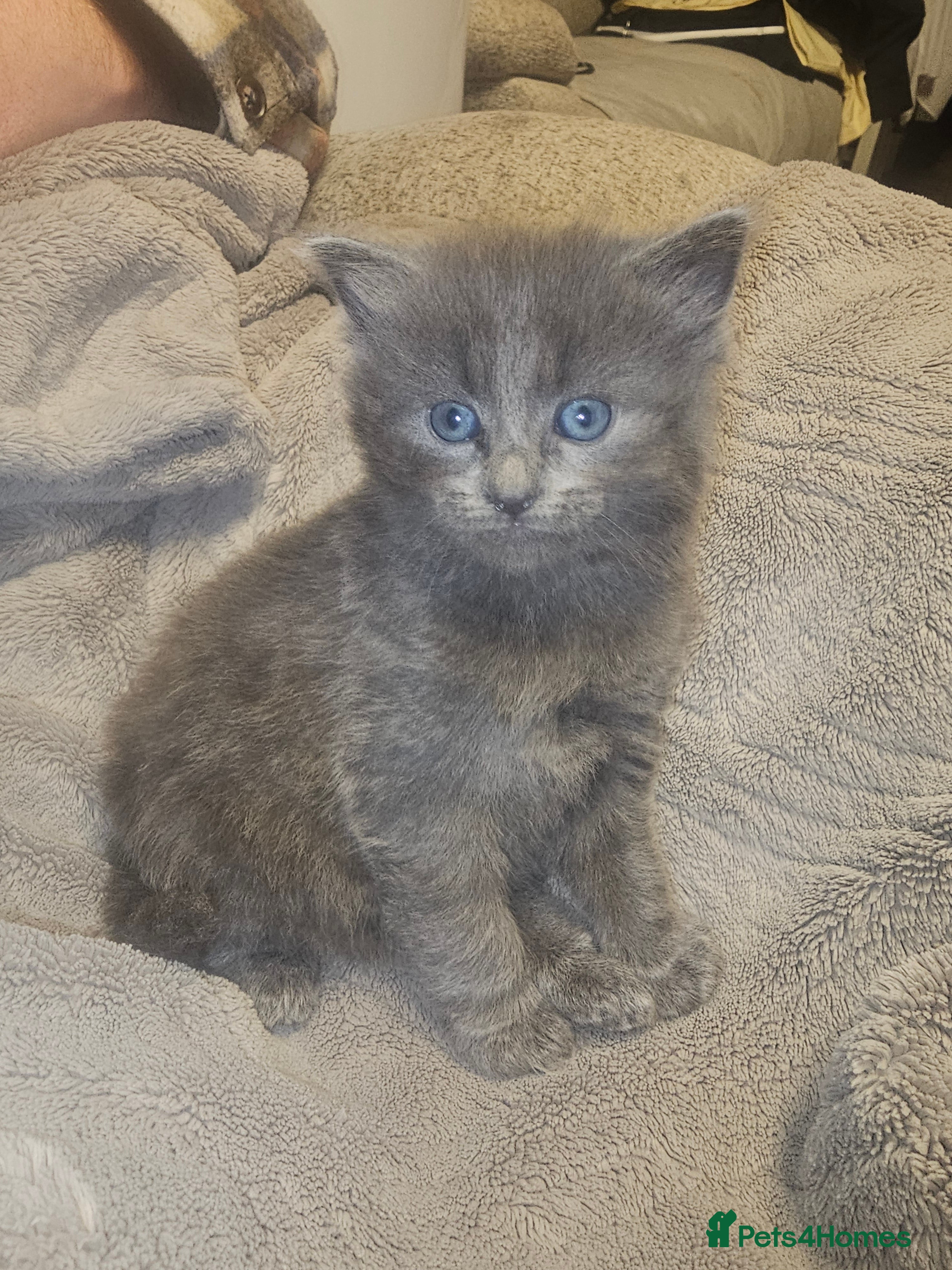 Mixed Breed cats Grey beautiful kittens - Advert 12