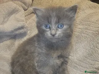 Mixed Breed cats Grey beautiful kittens - Advert 10