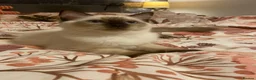 Ragdoll cats for sale: GCCF Ragdoll kittens - Advert 2