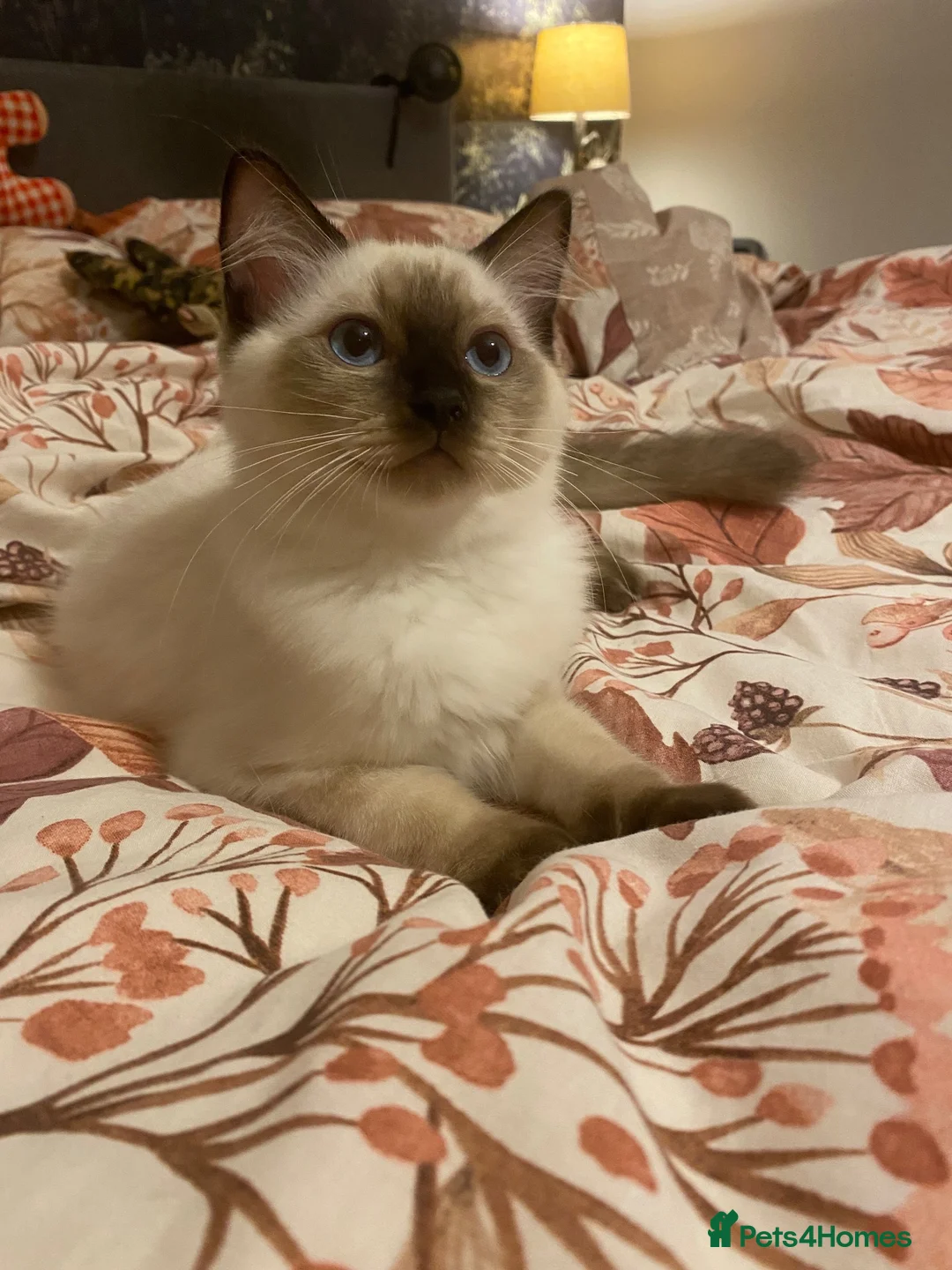 Ragdoll cats for sale: GCCF Ragdoll kittens - Advert 2