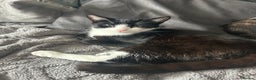 Mixed Breed cats for sale: Munchkin and Mickey to be rehoused together  - Advert 6