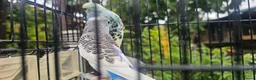 Budgerigars birds for sale: Baby budgies for sale  in Waltham Abbey - Advert 29