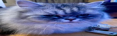 Persian 2