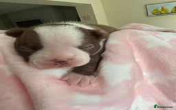 Boston Terrier dogs for sale: Stunning Boston terrier puppies - Image 10