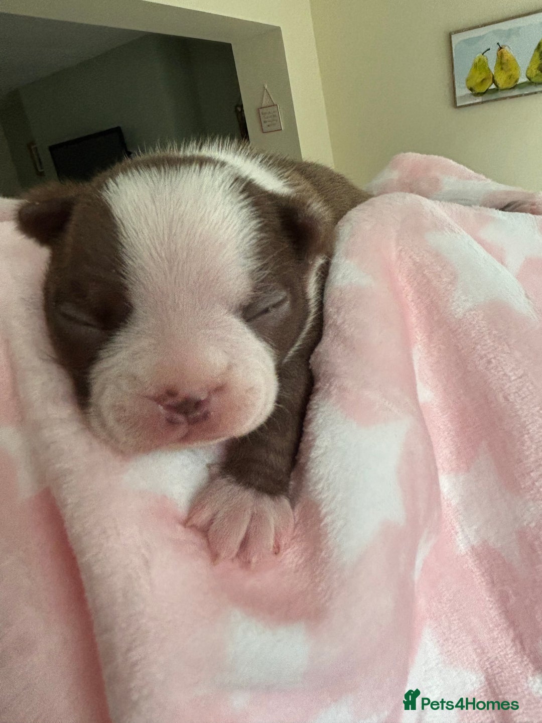 Boston Terrier dogs for sale: Stunning Boston terrier puppies - Image 10