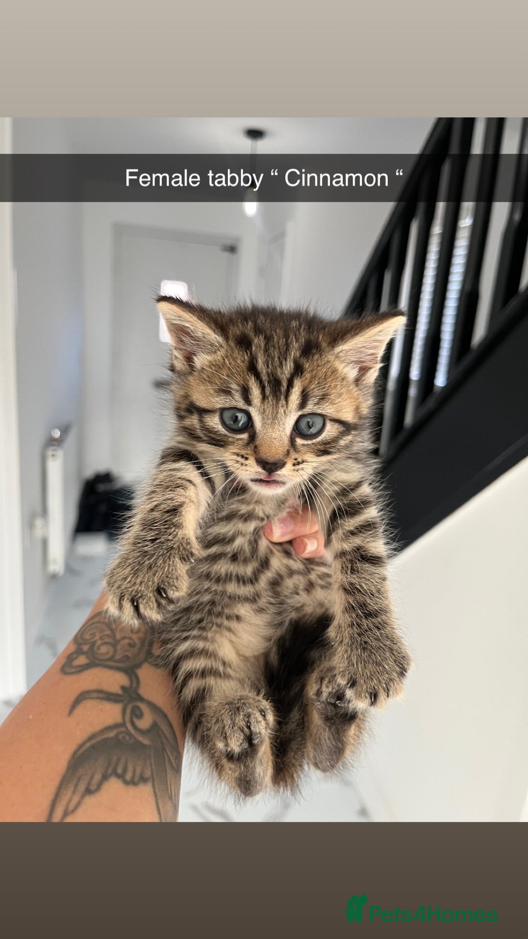 Mixed Breed cats for sale: Beautiful kittens  - Advert 1