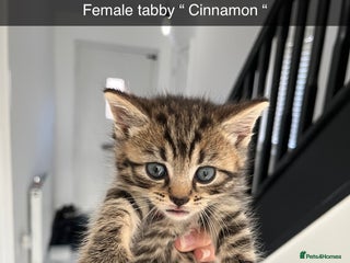 Mixed Breed cats Beautiful kittens - Advert 1