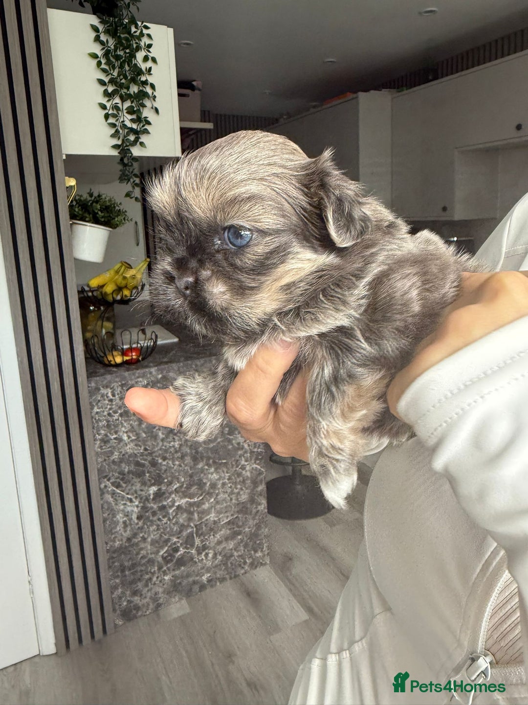 Shih Tzu dogs for sale: SHIT TZU grey puppy - Image 11