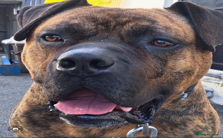 Presa Canario dogs - Advert 1