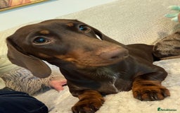 Dachshund dogs for sale: Rehoming two sisters, need to go to the same home - Image 2