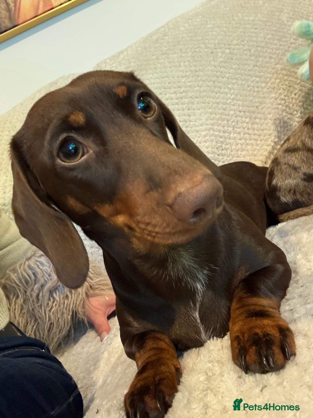 Dachshund dogs for sale: Rehoming two sisters, need to go to the same home - Image 2