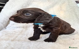 Sprocker dogs for sale: Gorgeous Homebred Sprocker Puppies - Image 10