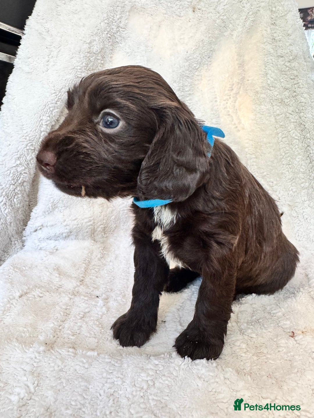 Sprocker dogs for sale: Gorgeous Homebred Sprocker Puppies - Image 10