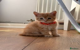 Maine Coon cats for sale: 🐾 Maine Coon Kittens X needing forever home 🐾 - Image 22