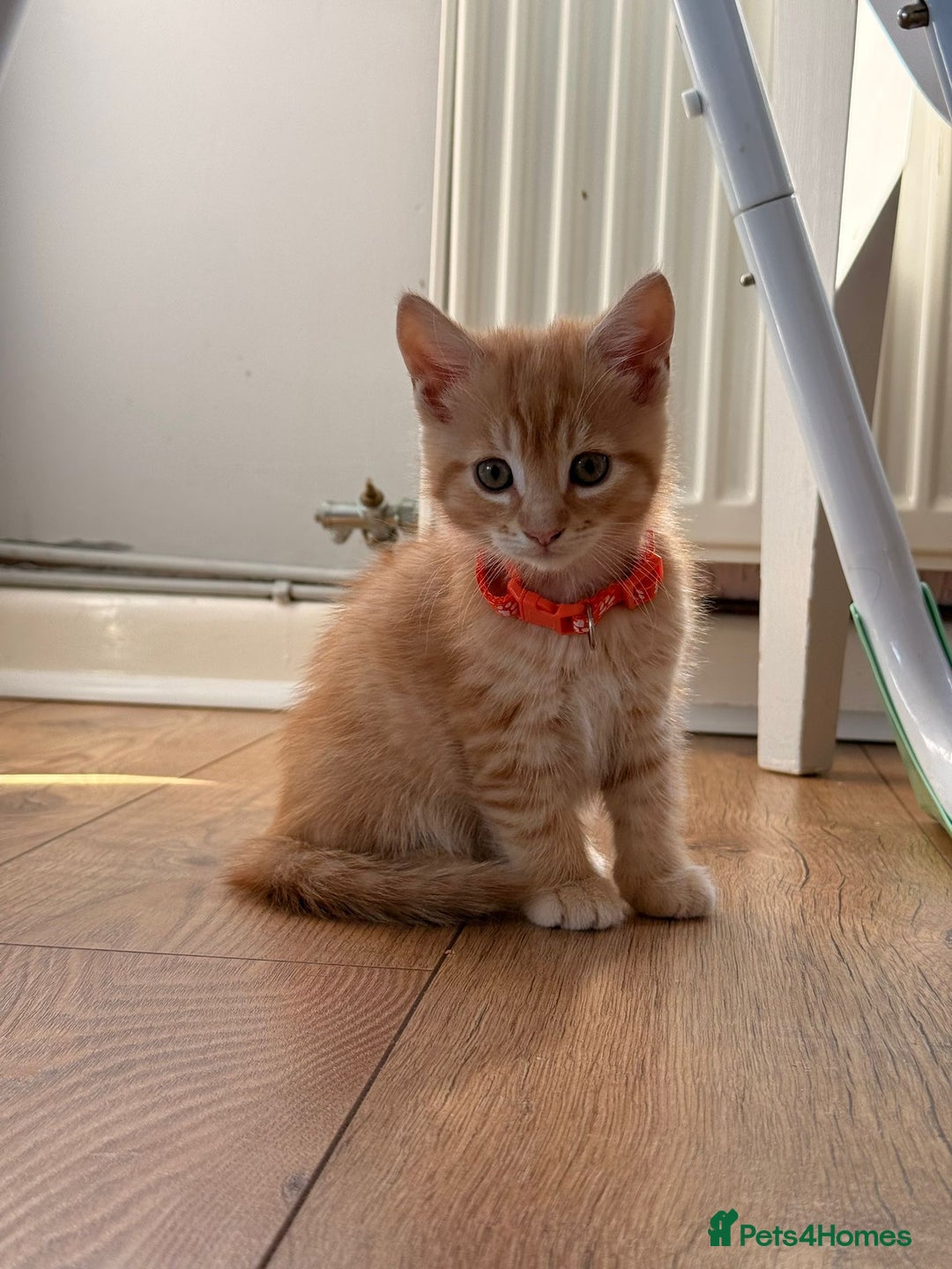Maine Coon cats for sale: 🐾 Maine Coon Kittens X needing forever home 🐾 - Image 22