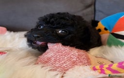 Cockapoo dogs for sale: Best Friend Sofa Companions 🥰 Fully vaccinated  - Image 33