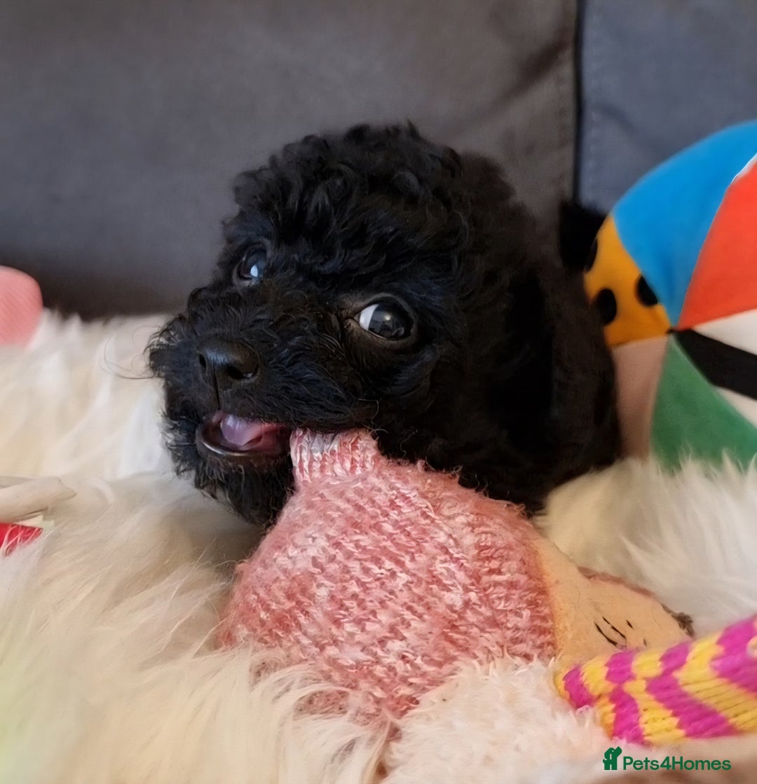 Cockapoo dogs for sale: Best Friend Sofa Companions 🥰 Fully vaccinated  - Image 33
