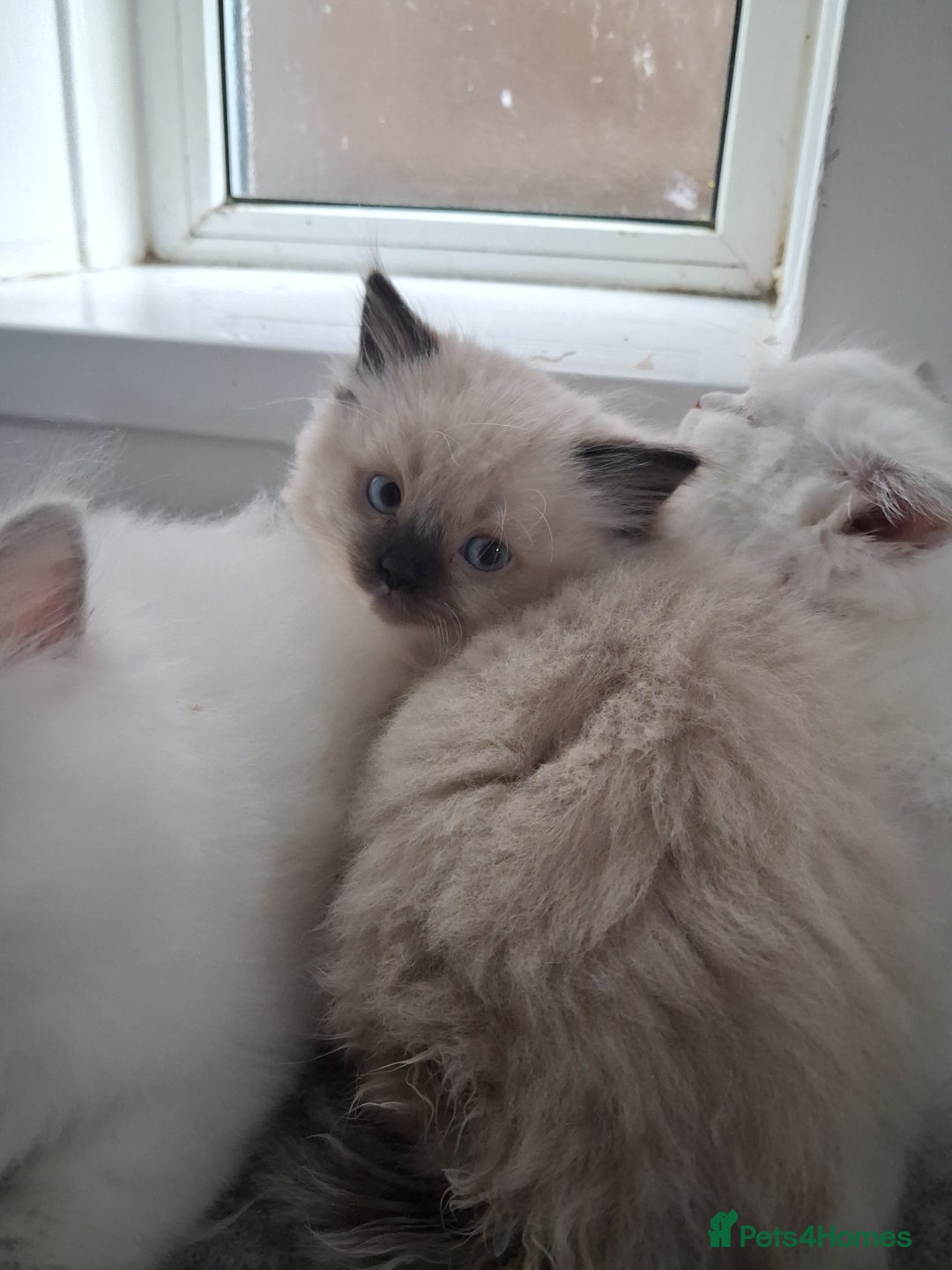 Ragdoll cats for sale: 3 Beautiful ragdoll girls ready  - Image 21