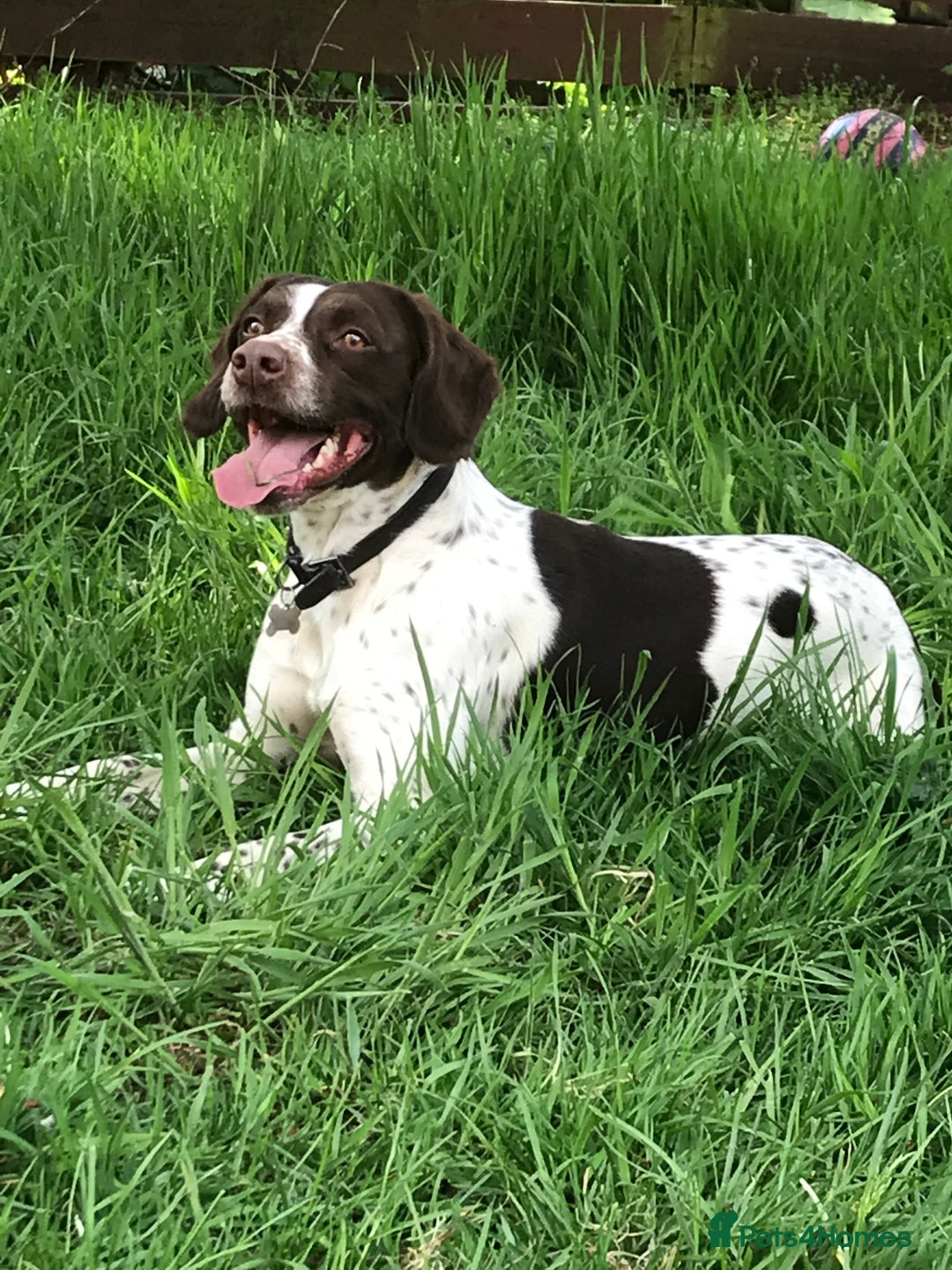Sprocker dogs for sale: Beautiful Sprocker Puppies Ready 30th December - Advert 3