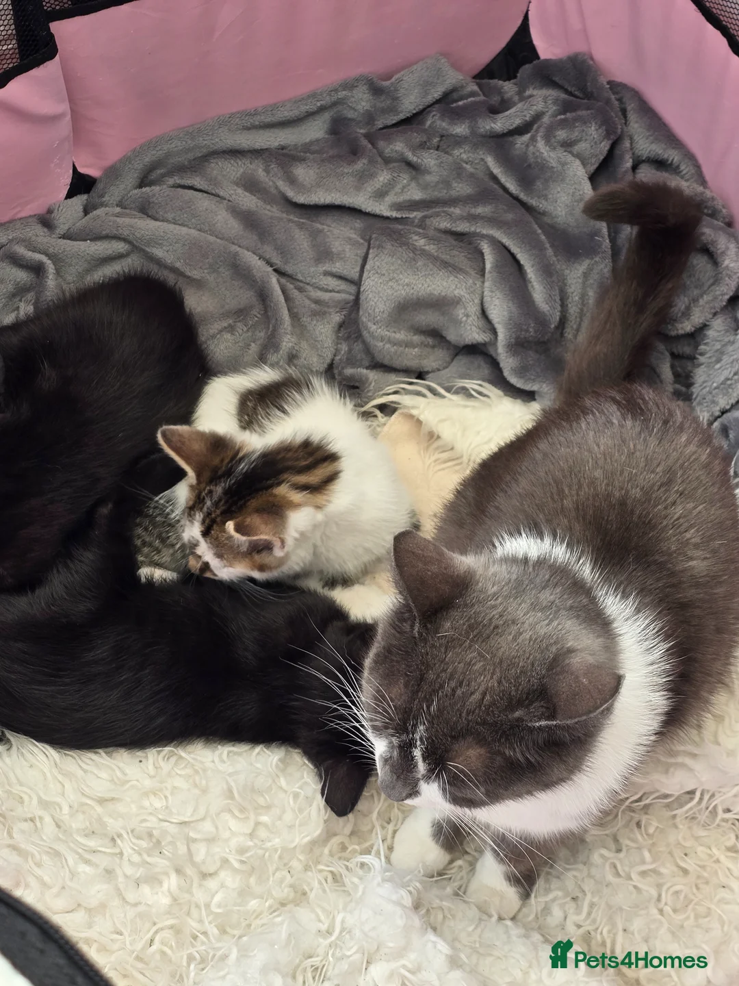 Domestic Shorthair cats for sale: Two female and one male kittens  - Advert 11