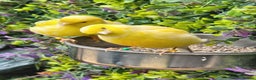 Canaries birds for sale: Various Canaries Available - Advert 4